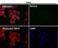 Anti-CCR2/CKR2 Rabbit Monoclonal Antibody